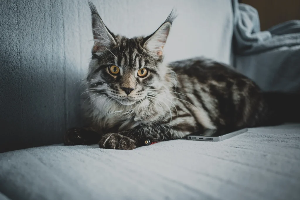 Home-Raised Maine Coon Kittens for Sale – Gentle Giants Await