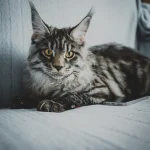 Home-Raised Maine Coon Kittens for Sale – Gentle Giants Await