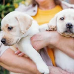 Affordable Yard Cleanup for Homes With Pets