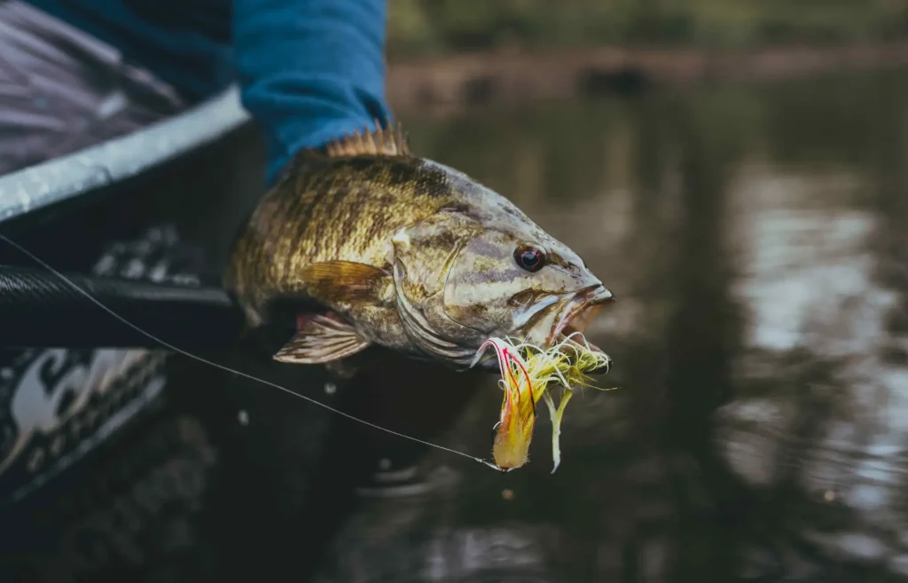 Common Mistakes to Avoid When Fly Fishing for Bass
