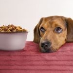 Is Badlands Ranch Superfood Complete Good for Puppies?