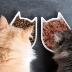 Maine Coon Cats for Sale Near Me – Trusted Breeders Only