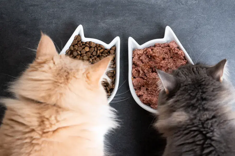 Maine Coon Cats for Sale Near Me – Trusted Breeders Only