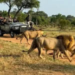 Experience Safari and Sun on a Tanzania Safari from Zanzibar