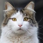 Maine Coon Kittens for Sale California – Secure Your Perfect Pet