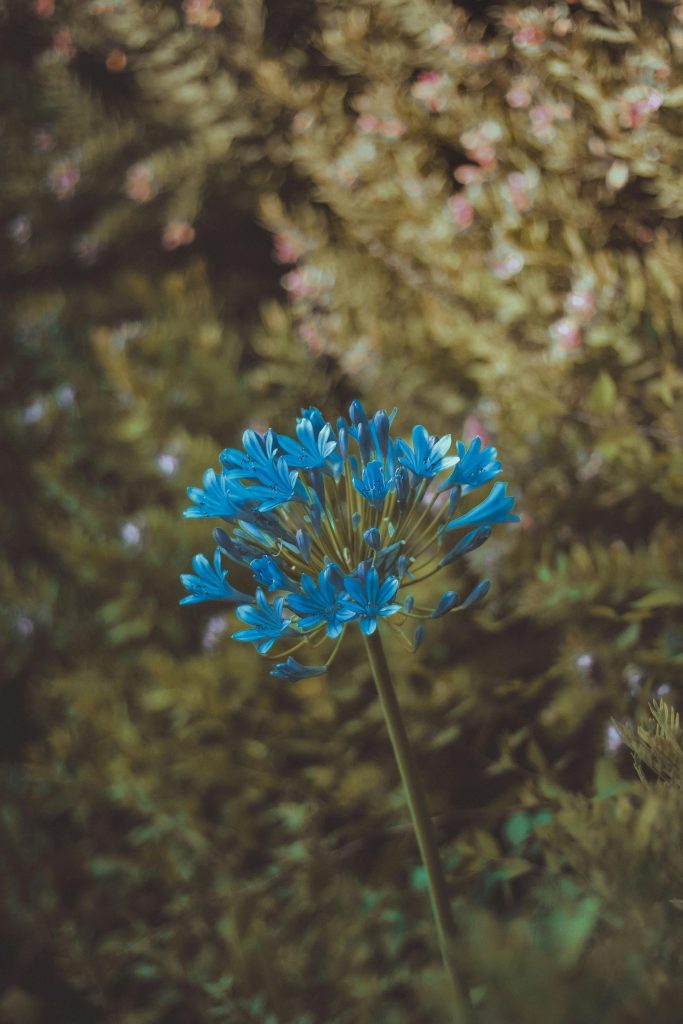 Blue poppy seeds 20 Fresh Recipes Perfect for All Meals